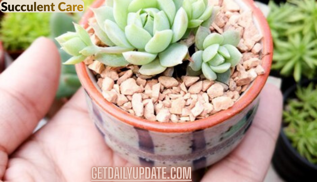 Succulent Care Made Simple: Easy Tips for First-Time Plant Lovers